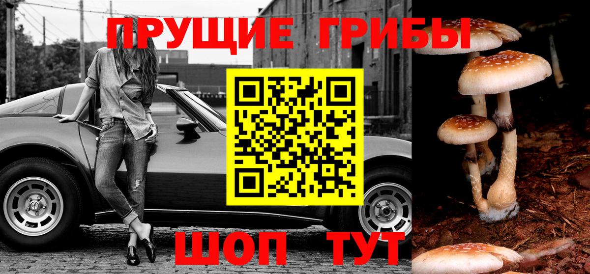 Галлюциногенные грибы Psilocybe Саранск